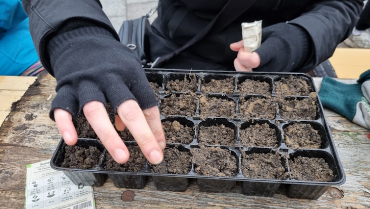 Urban Gardening - Einsäen im Wurzelwerk